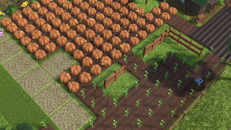 Pumpkin field next to young crops and a stone path